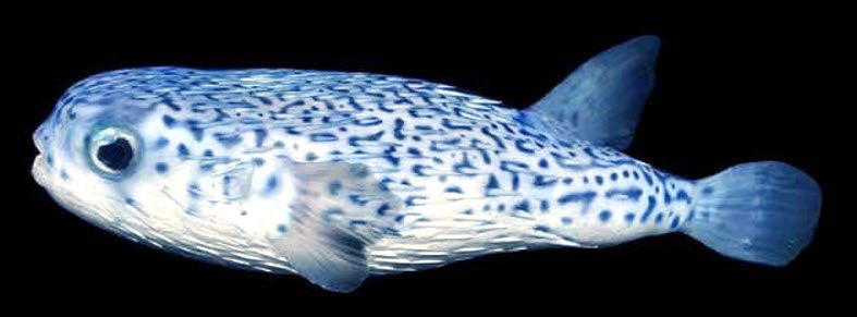 Diodon eydouxii_02.jpg